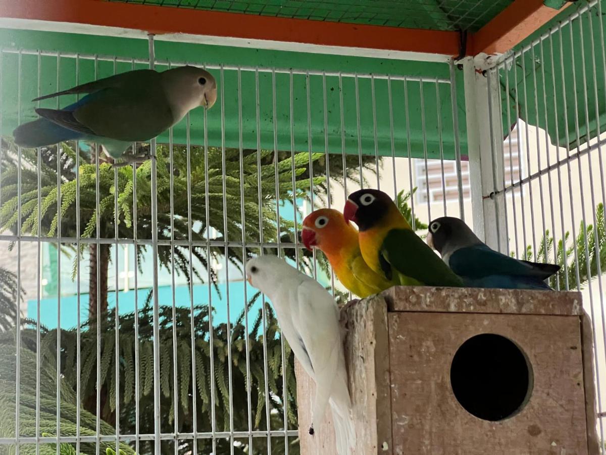 B-5 Aprt. Tipo Villa Sonidos De Las Aves. Jarabacoa Exteriör bild